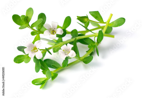 fresh brahmi leaves and flowers isolated on white background