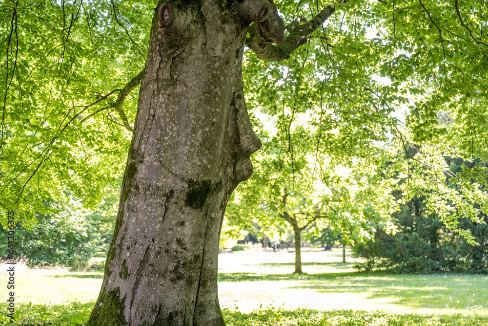 Fototapeta premium Baum mit Gesicht