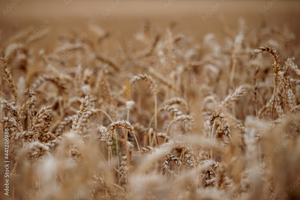 Fototapeta premium close up of wheat in a field during sunset