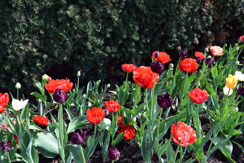 Fototapeta Naklejka Na Ścianę i Meble -  red and white tulips