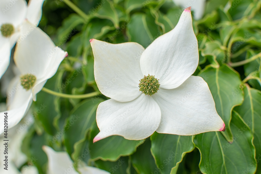 Fototapeta premium Weißer Asiatischer Blüten-Hartriegel 