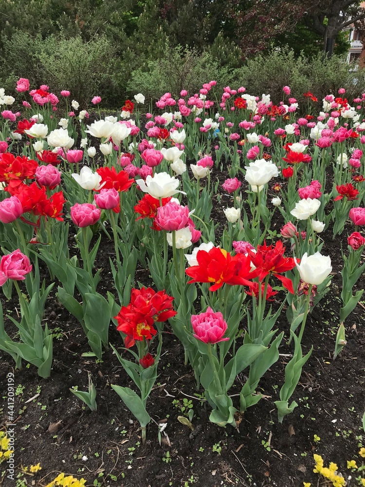 Obraz premium red and white tulips