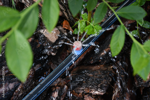 Drip irrigation. The photo shows the irrigation system in a raised bed. Blueberry bushes sprout from the litter against drip irrigation.