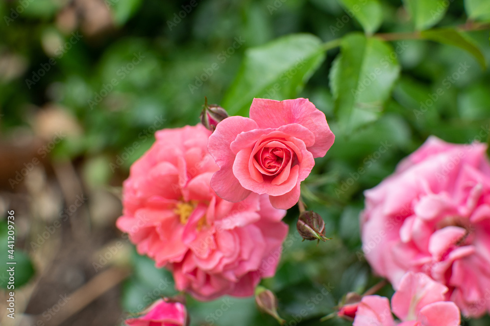 Pink blühende Kletter Rose / Kletterrose Pink blühende Kletter Rose / Kletterrose