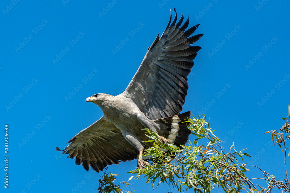 Obraz premium Crowned Solitary Eagle