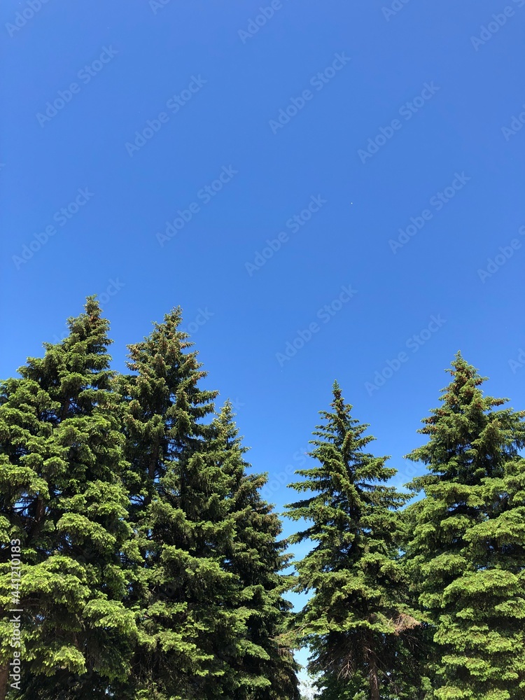 pine trees in the forest