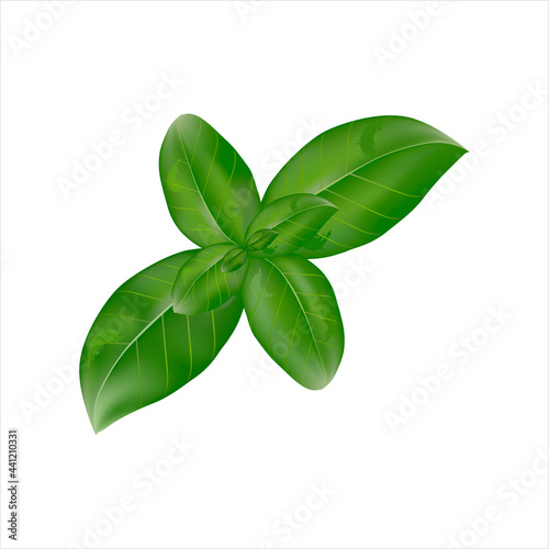 Green fine-leaved basil. Fresh organic basil leaves, close-up, isolated on white background. Label of green basil herb for design element in culinary, package decoration, cooking ingredient © Art_freeman