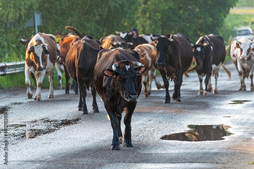 Cow herd goes to graze