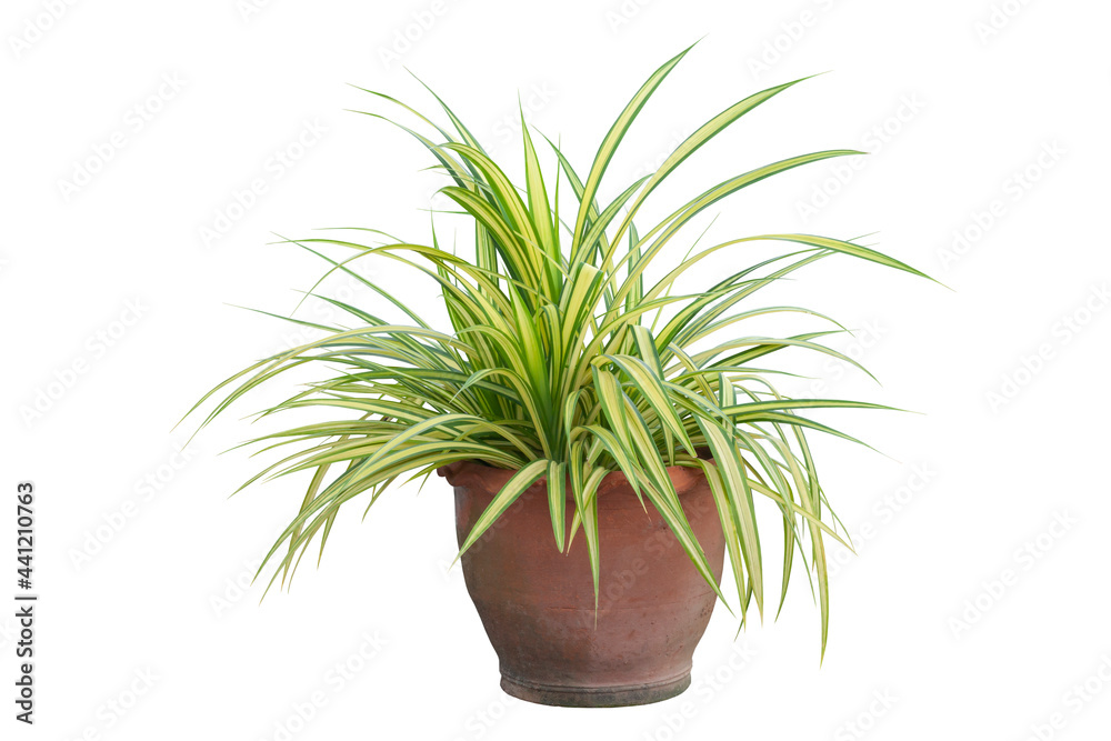 Fresh Screw pine or Pandanus sanderi is growing in brown pot in the garden isolated on white background included clipping path. Fresh Screw pine or Pandanus sanderi is growing in brown pot in the garden isolated on white background included clipping path.