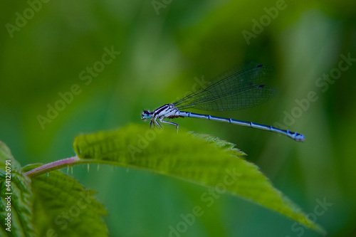 Dragonfly on a green leaf © Maigo