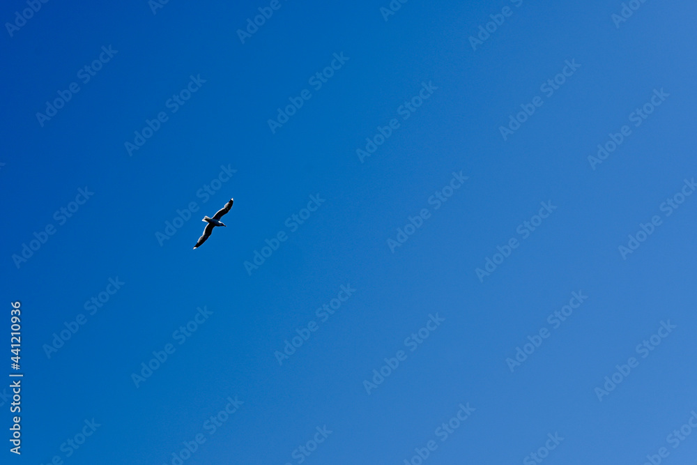 Seagull flying though blue sky