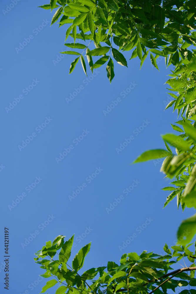 Branches and leaves in the sky Branches and leaves in the sky