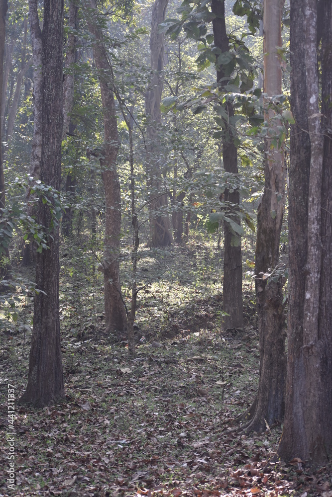 Fototapeta premium Forest Floor