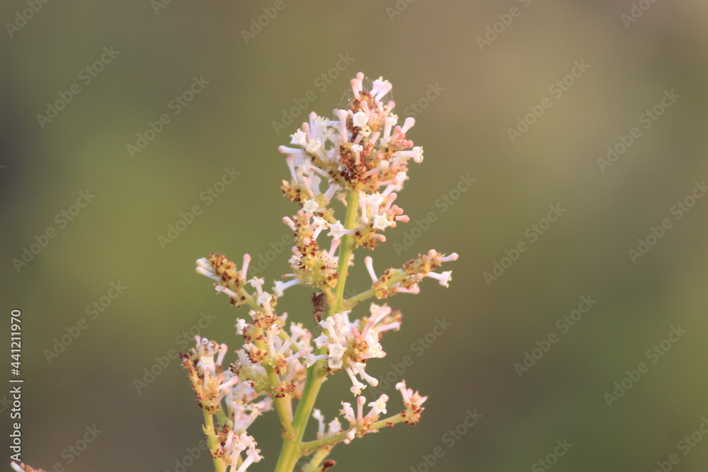 Close up of a Flower