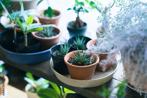 窓辺に並べられた植物の鉢