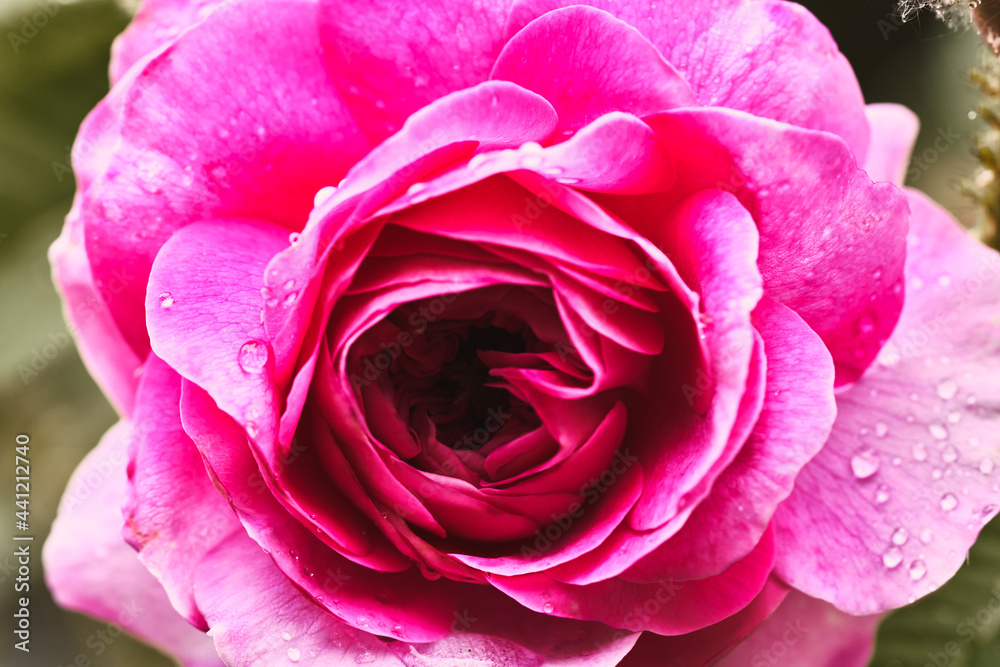 Photo of a beautiful fresh pink rose close-up top view Photo of a beautiful fresh pink rose close-up top view