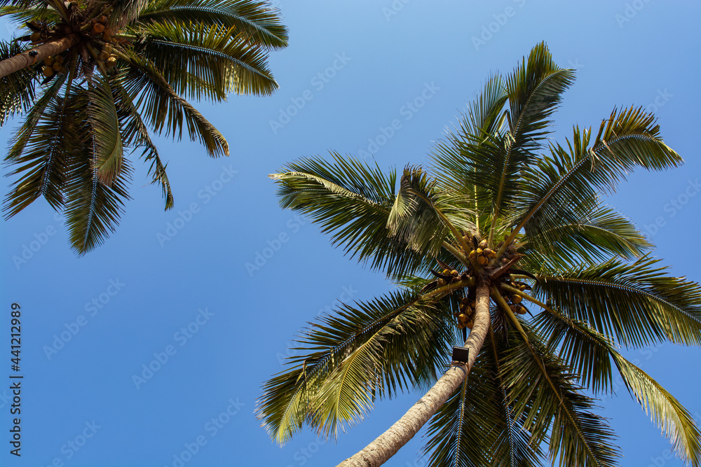 Coconut palms against a bright cloudless sky Coconut palms against a bright cloudless sky