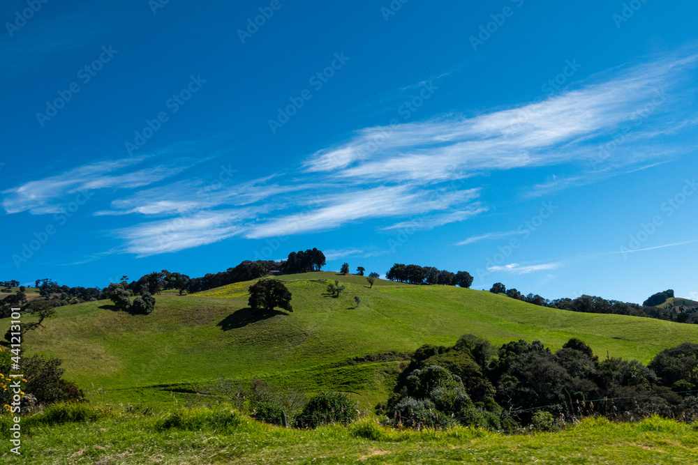 cows on a hill cows on a hill