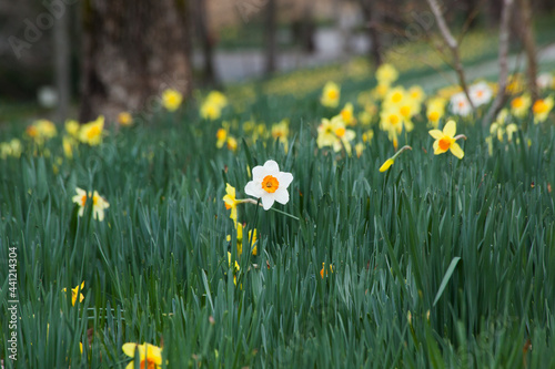 Group of Yellow Daffodils