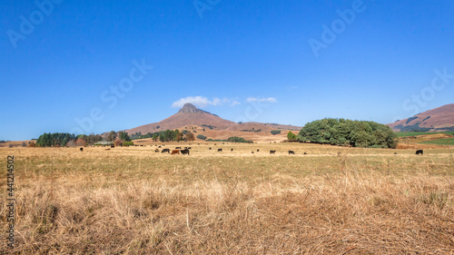 Cattle Animals Farming Mountains Panoramic Dry Season Landscape photo