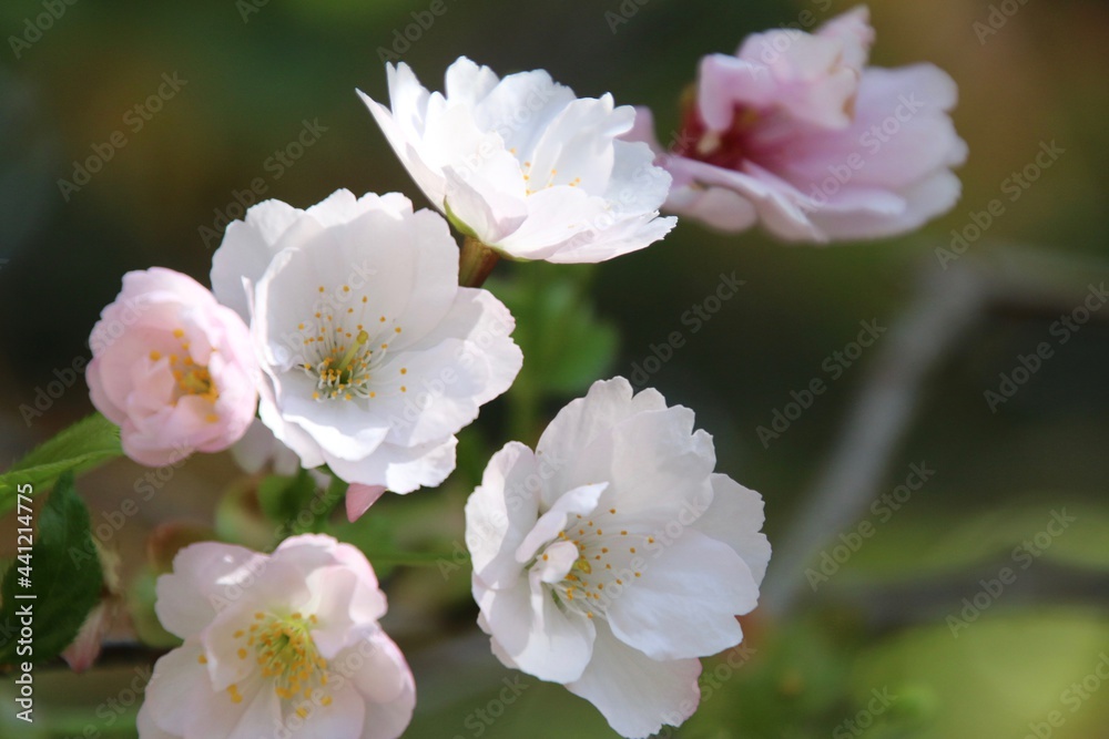 法用寺の虎の尾桜(福島県・会津美里町) 法用寺の虎の尾桜(福島県・会津美里町)