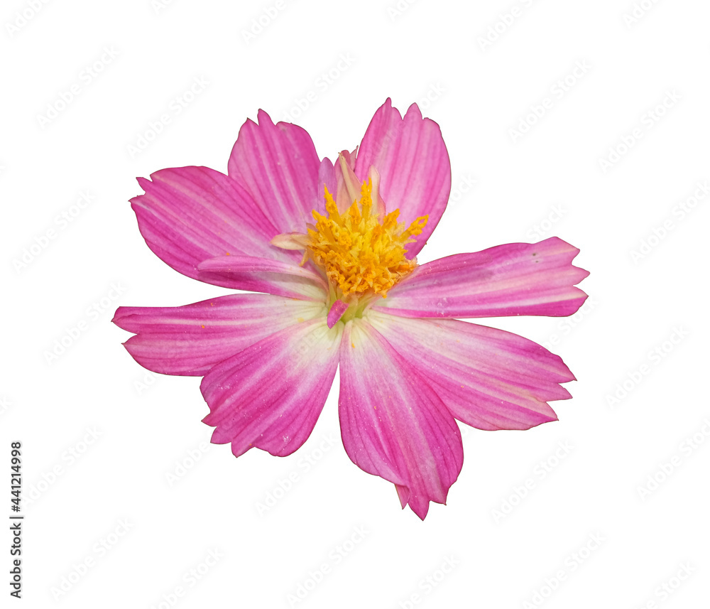 beautiful fresh pink cosmos flower blooming and yellow pollen. Isolated on white background with clipping path.