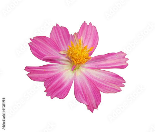 beautiful fresh pink cosmos flower blooming and yellow pollen. Isolated on white background with clipping path.