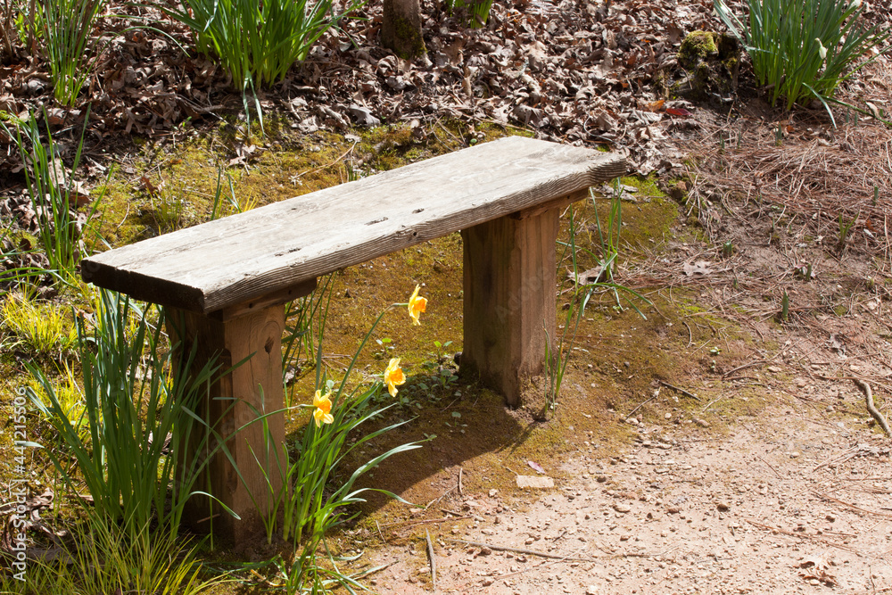 Wooden bench to rest with yellow daffodils Wooden bench to rest with yellow daffodils