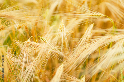 Weizen im Feld auf dem Ackerbau vom Bauern aus der Region. Agrarlandschaft auf dem regionales Getreide wächst photo