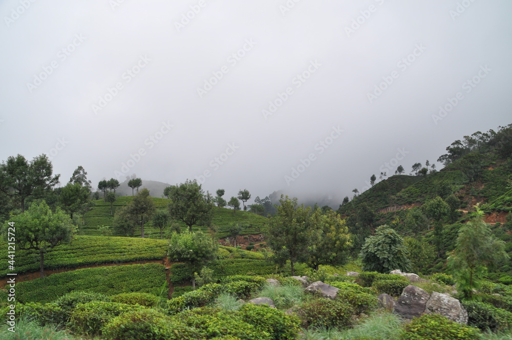 View on the nature near Haputale, Sri Lanka