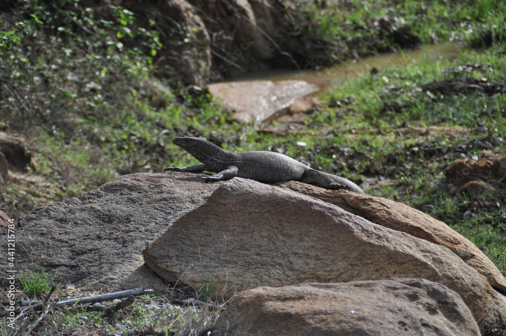 A water monitor lizard in Yala National Park, Sri Lanka A water monitor lizard in Yala National Park, Sri Lanka