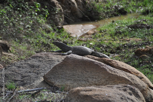 A water monitor lizard in Yala National Park  Sri Lanka