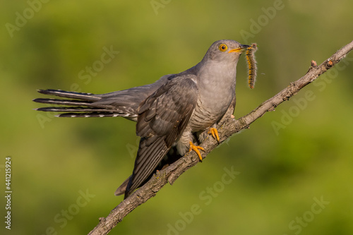 common cuckoo © Victor