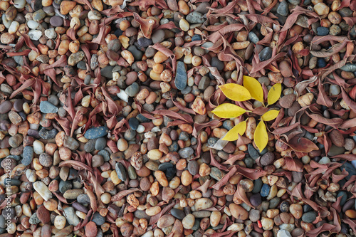 Dry leaves on pebbles. Background of pebbles. Multicolored pebbles. 