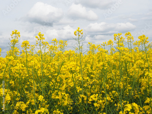 The Yellow Rapeseed Field in the Village