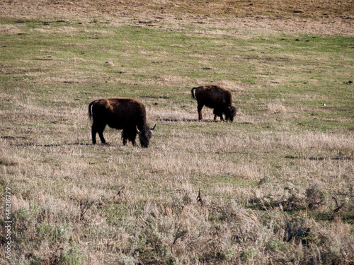 Two Bison Grazing in Lamar Valley © Yo Creo Content