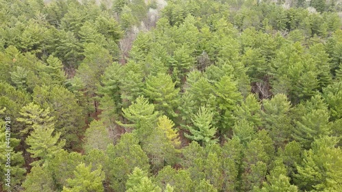 4K flyover of tall green pine trees at Lake Itasca, Minnesota in early spring (some deciduous trees with no leaves can be seen as well). Drone slowly zooms out.