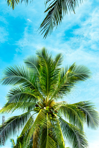 coconut tree with blue sky background © Ivan