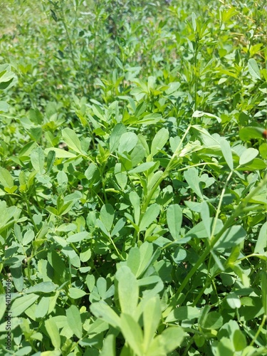 close up of green plants