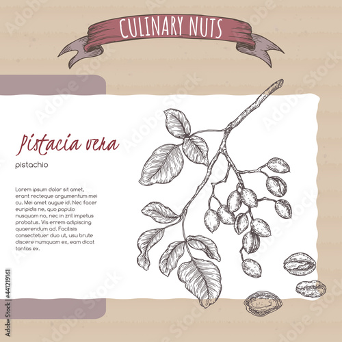 Pistacia vera aka pistachio branch and nuts sketch on cardboard background. Culinary nuts series.