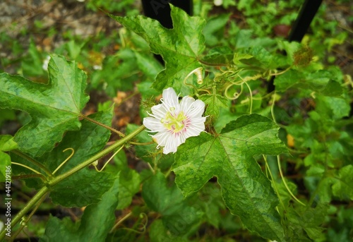 white flower in the grass