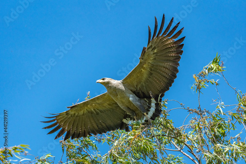 Crowned Solitary Eagle