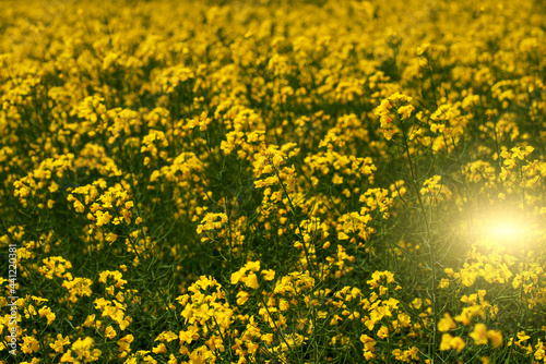 Blooming Canola field. Closeup view at flovers