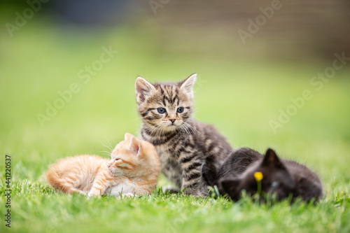 Three kittens playing and lying in the garden on the grass or curiously watching what is going on.