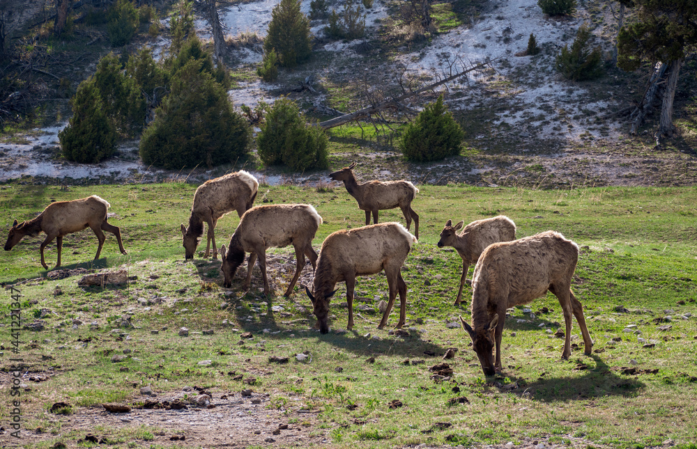 Elk Herd grazing in Yellowstone