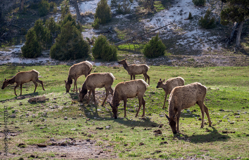 Elk Herd grazing in Yellowstone
