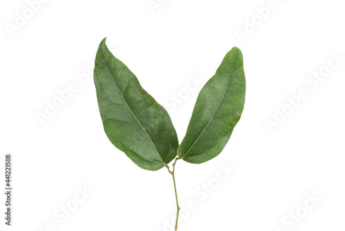 Nan Fui Chao herbal leaves or Bitterleaf tree (Gymnanthemum extensum) isolated on white background. concept Herbal and Vegetable extracts are medications for treating diabetes and heart disease. photo