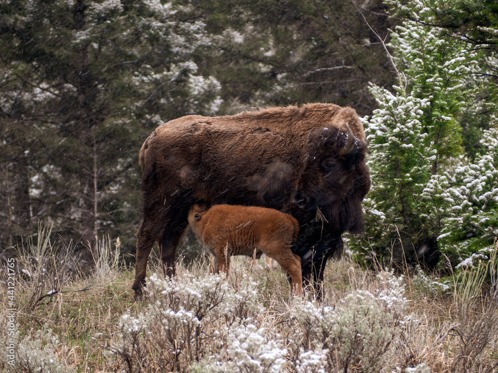 Bison Calf Breastfeeding from Mother