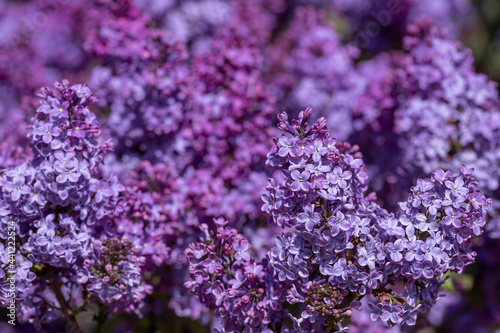 Lilac flower pink spring background.