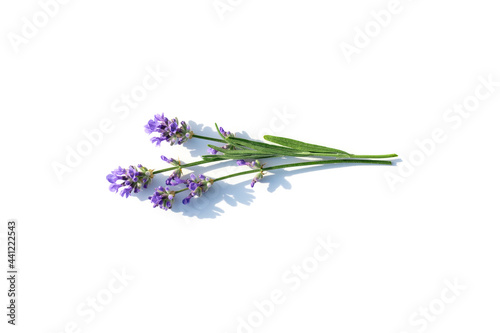 Lavender flowers isolated on white background.